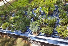 Viveros Caracol购物图片