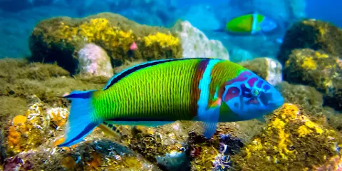 Triton Scuba Diving Centre Halkidiki