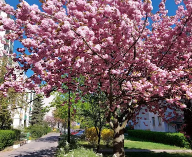 Natolin