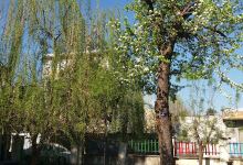 Valiasr Park景点图片