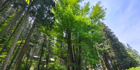 銀杏山神社の大イチョウ