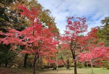 Ohira Forest Park景点图片