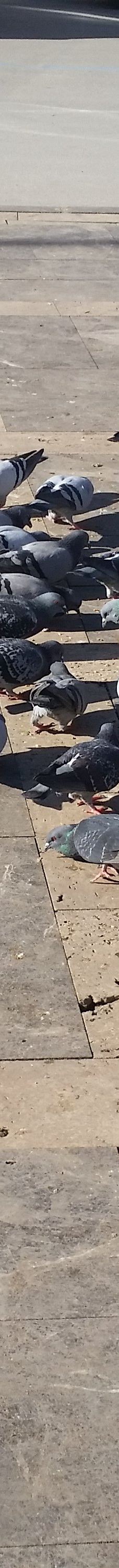 阿达纳中央公园-阿达纳