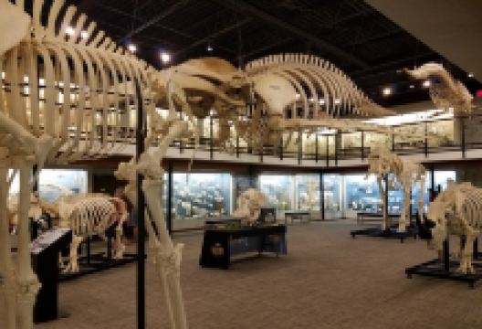 骨学博物馆景点图片