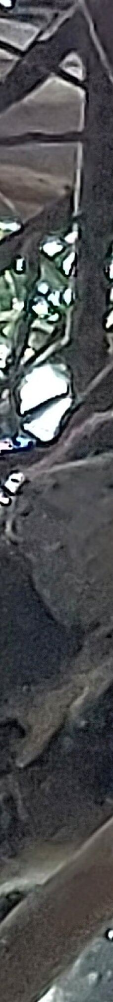 坎尼特河沿岸考拉步行道-Kennett River