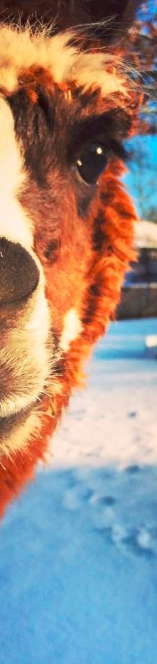 Geografisk Have-科灵