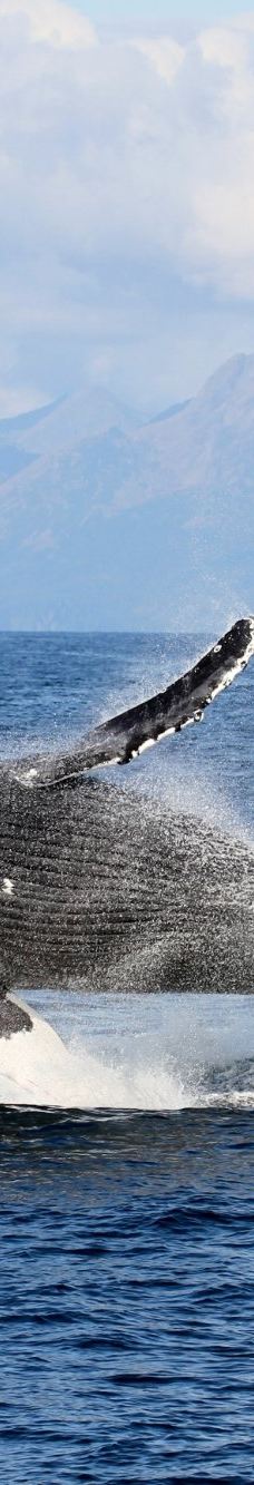 Kenai Fjords Tours-西沃德