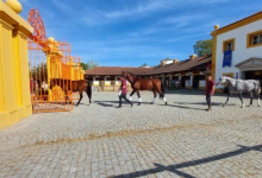 Coudelaria De Alter景点图片