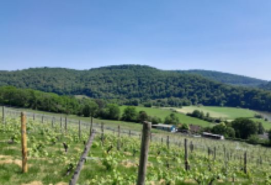 Parva Farm Vineyard景点图片