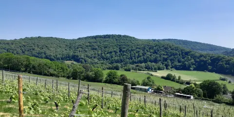 Parva Farm Vineyard