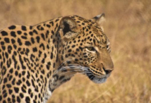 Moholoholo Wildlife Rehabilitation Centre景点图片