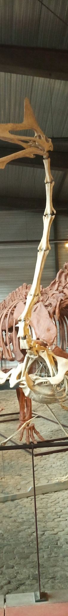 Musee des Dinosaures 'Dinosauria'-埃斯佩拉扎