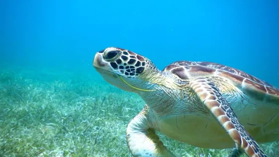 Caribbean Kayak Company
