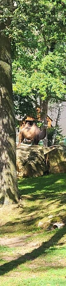 Chemnitz Zoo-开姆尼茨