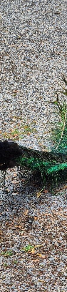 Zamek Orlik-皮塞克