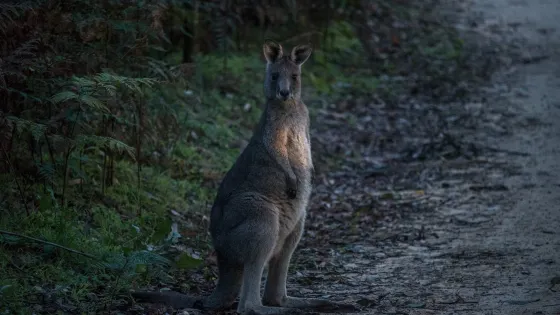Lower Glenelg National Park