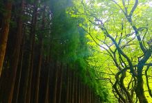 Reserva Florestal de Recreio de Fontinhas景点图片