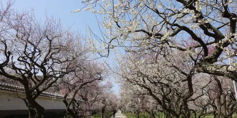 水戶城三丸 水戶藩校弘道館