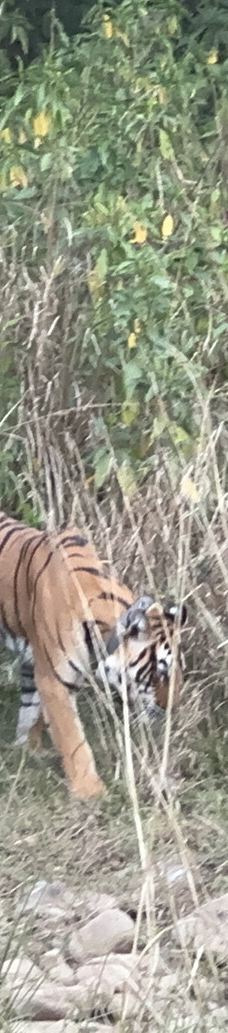 Sariska National Park-阿尔瓦尔