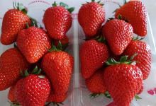 周郷农园景点图片