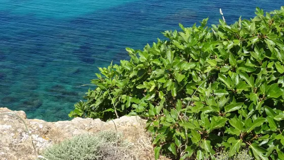 Cala'n Tosqueta
