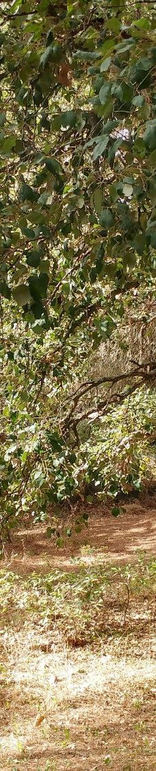 El Pinar del Rey-圣罗克