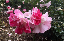 Cowra Rose Garden餐厅图片