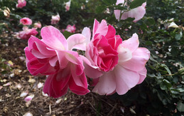 Cowra Rose Garden