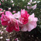 Cowra Rose Garden