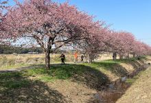 新川千本桜景点图片