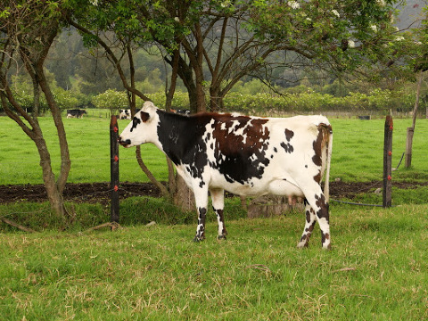 Echele Leche餐厅图片