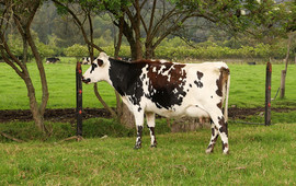 Echele Leche