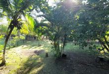 Icaco Camping Limón景点图片
