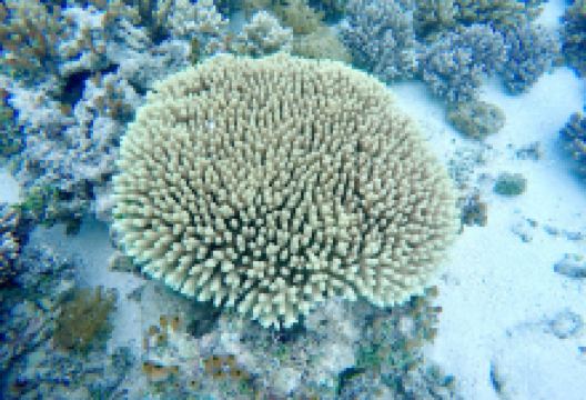 Snorkeling Fiji Cruise景点图片