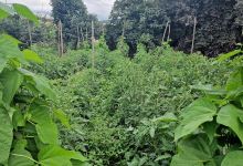 Nelly's Bio Garden and Farm景点图片