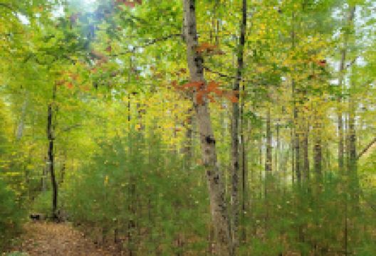 Cranberry Watershed Preserve景点图片