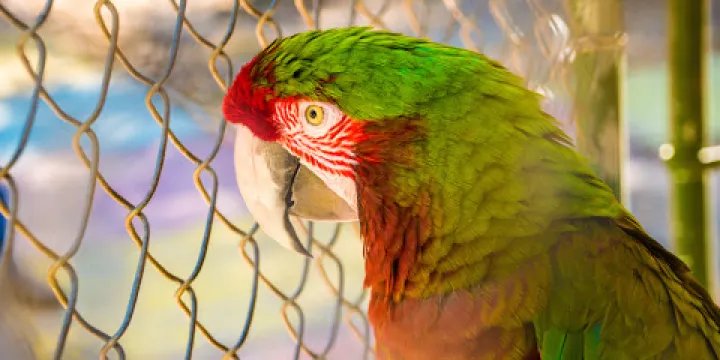 Uncle Sandy's Macaw Bird Park
