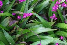 Vivero El Tortugón购物图片