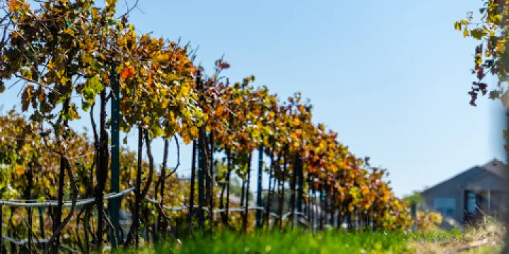 Rowe Winery & Vineyard