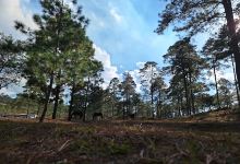 Villa Campestre Elian景点图片