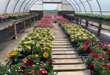Moe's Gardens & Greenhouse购物图片