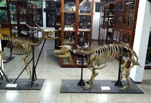 Museum Zoologi ITB景点图片