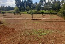 Choop Gardens景点图片