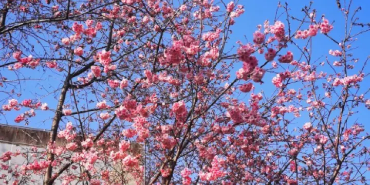 南水北調植物園