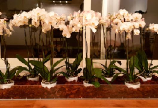 Maglio Flor购物图片