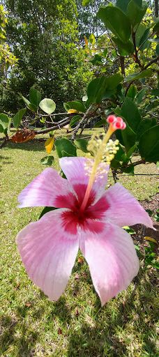 七色土-毛里求斯