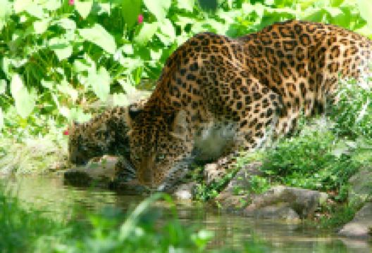 Wow Safari Thoiry景点图片