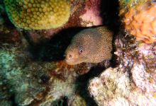 Curacao Underwater Marine Park景点图片