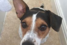 Farthing Downs景点图片