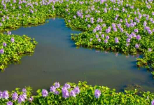 本薬师寺迹景点图片